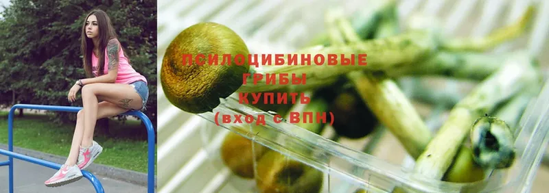 Галлюциногенные грибы Psilocybe  где можно купить наркотик  Верхоянск 